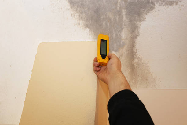 Reliable Rural Hall, NC Mold Removal Solutions