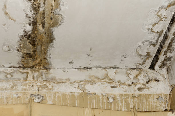 Mold Documentation for Insurance Claims in Rural Hall, NC